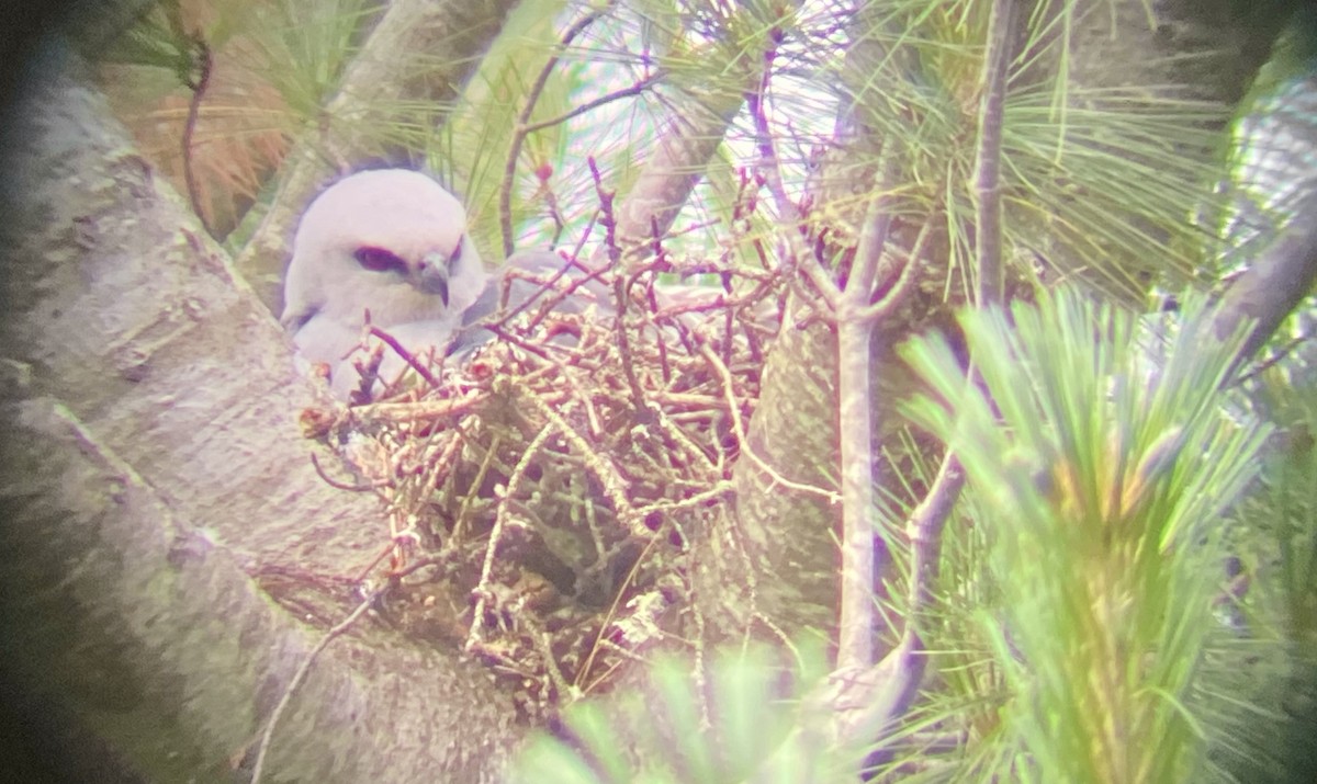Mississippi Kite - ML352538621