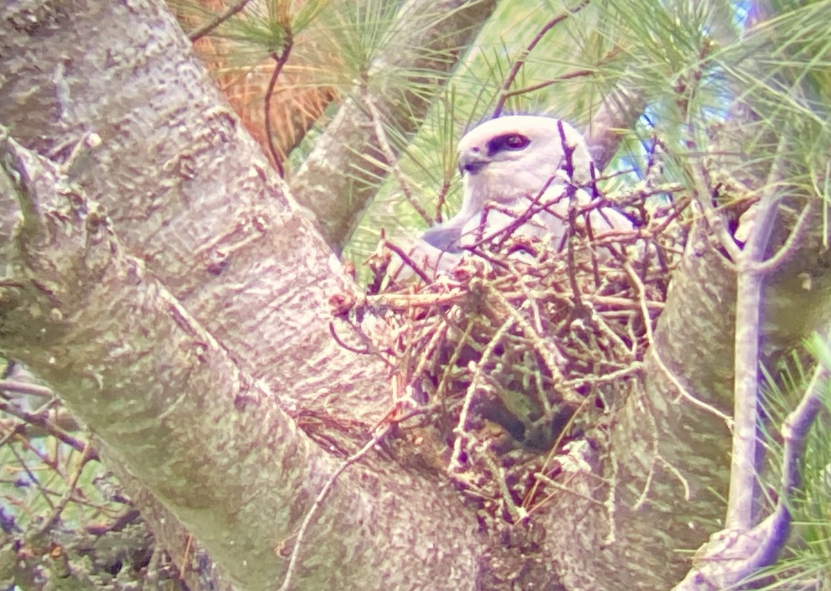Mississippi Kite - ML352538631