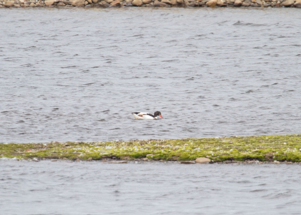 Common Shelduck - ML352538671