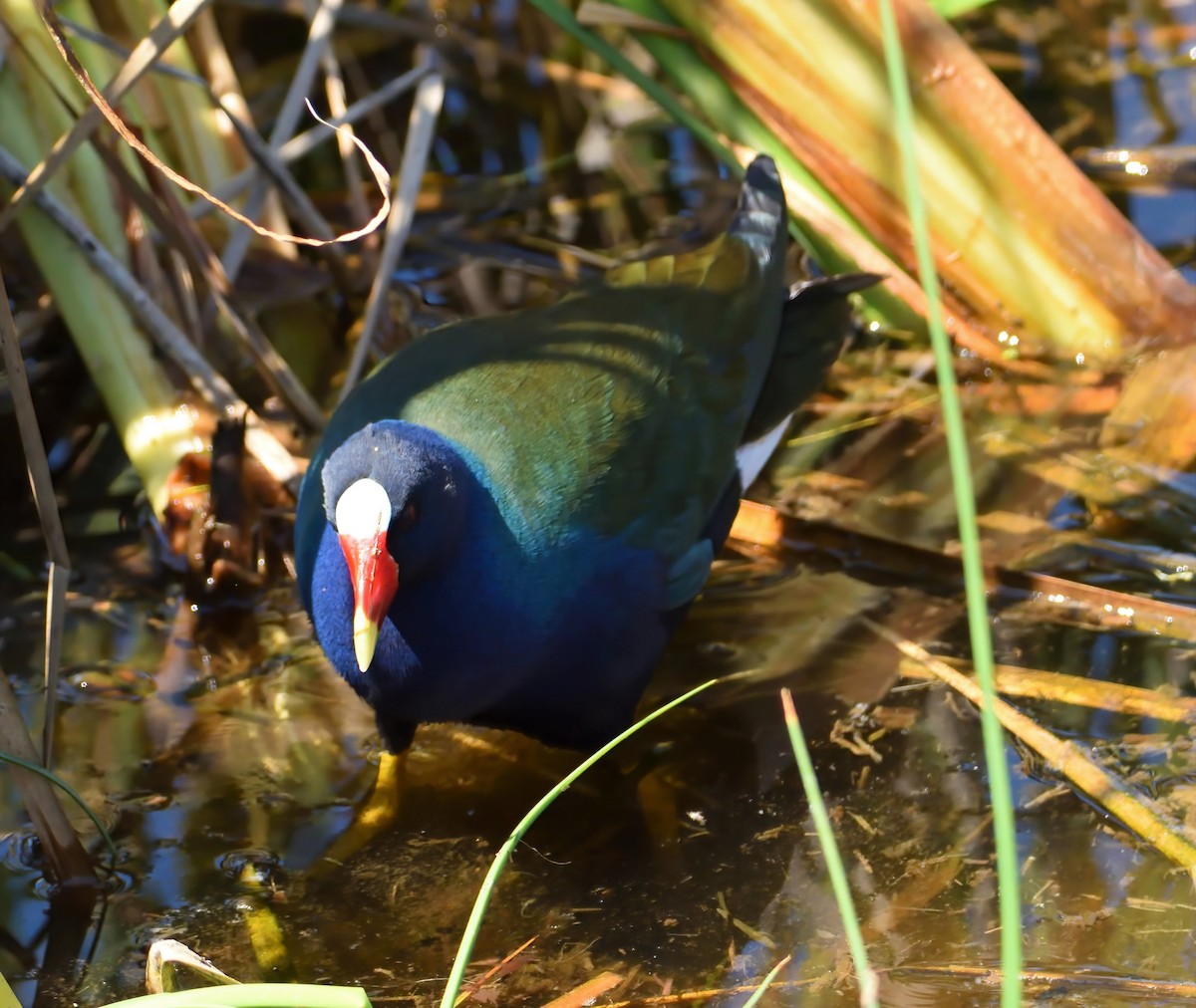 Purple Gallinule - ML352539611