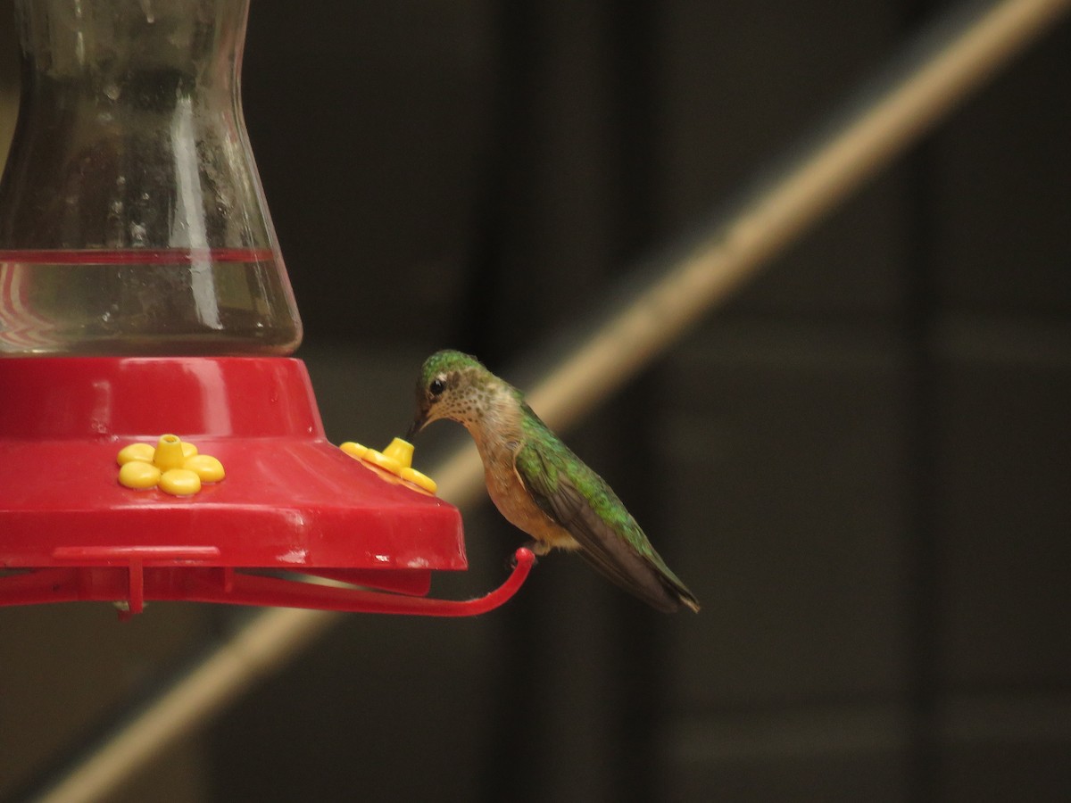 Broad-tailed Hummingbird - ML352541451