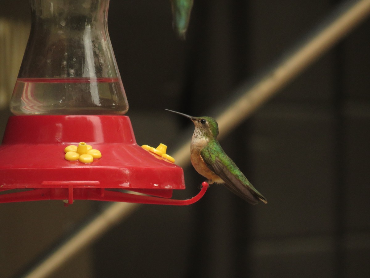 Broad-tailed Hummingbird - ML352541461