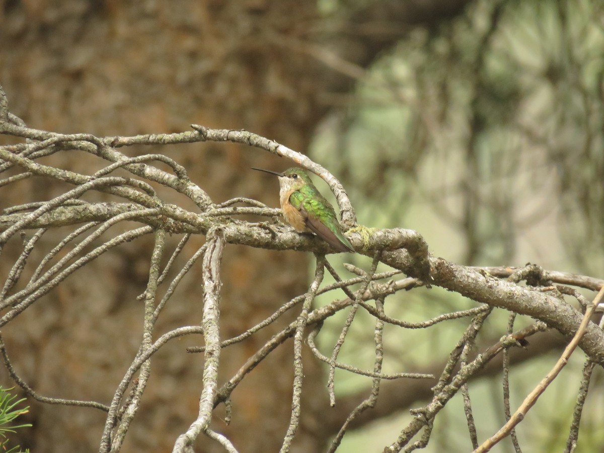 Broad-tailed Hummingbird - ML352541471