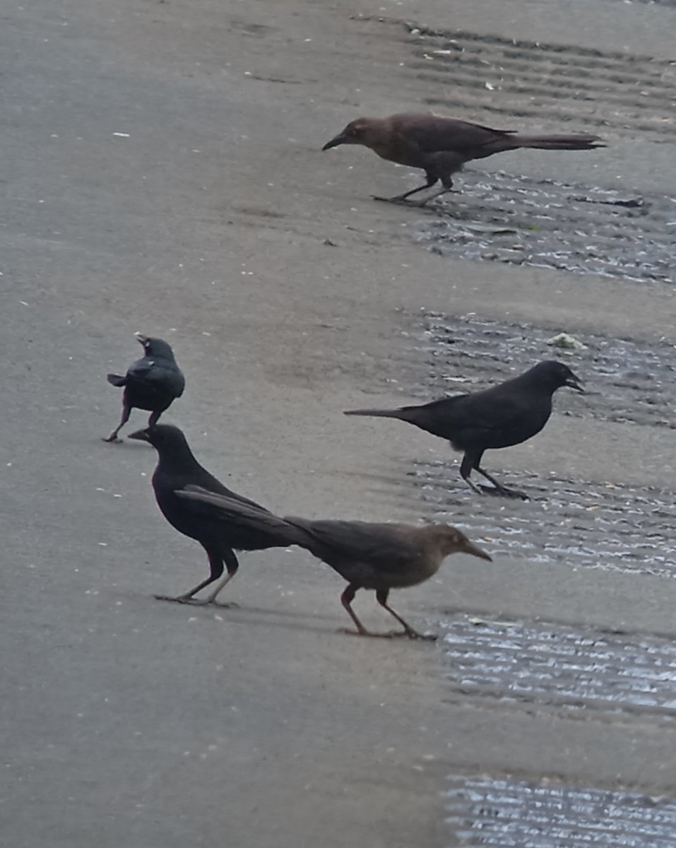 Carib Grackle - Euclides "Kilo" Campos