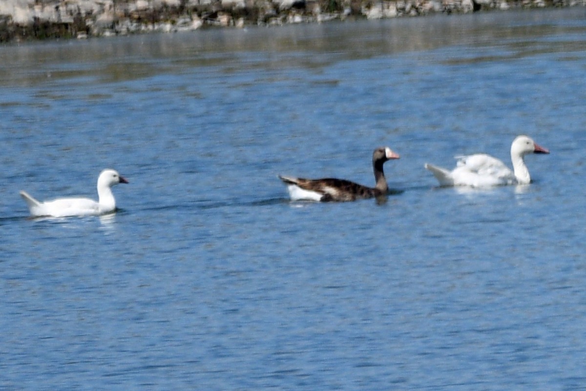 Greater White-fronted Goose - ML352542671