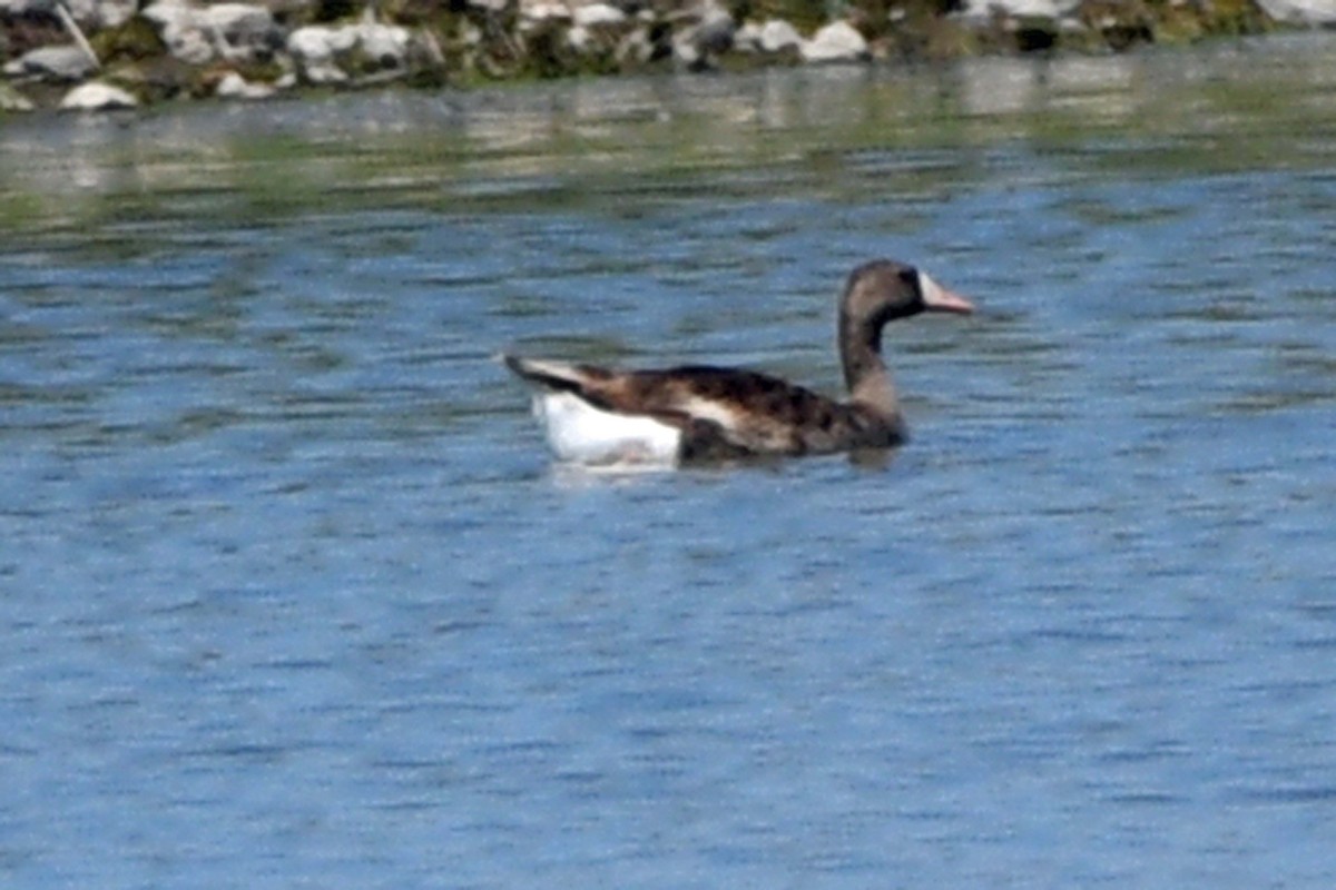 Greater White-fronted Goose - ML352542791