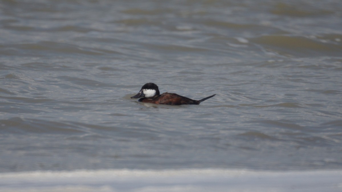 Ruddy Duck - Bryan White