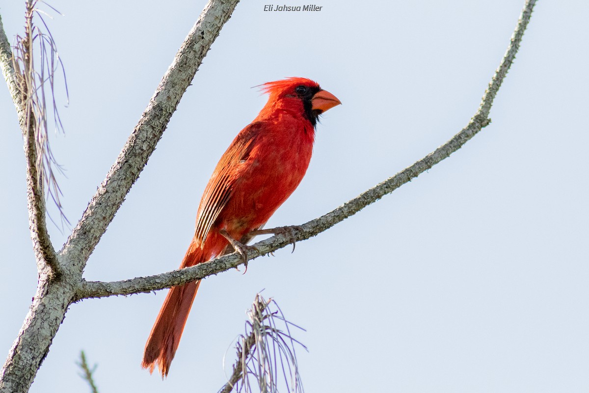 Northern Cardinal - ML352543941