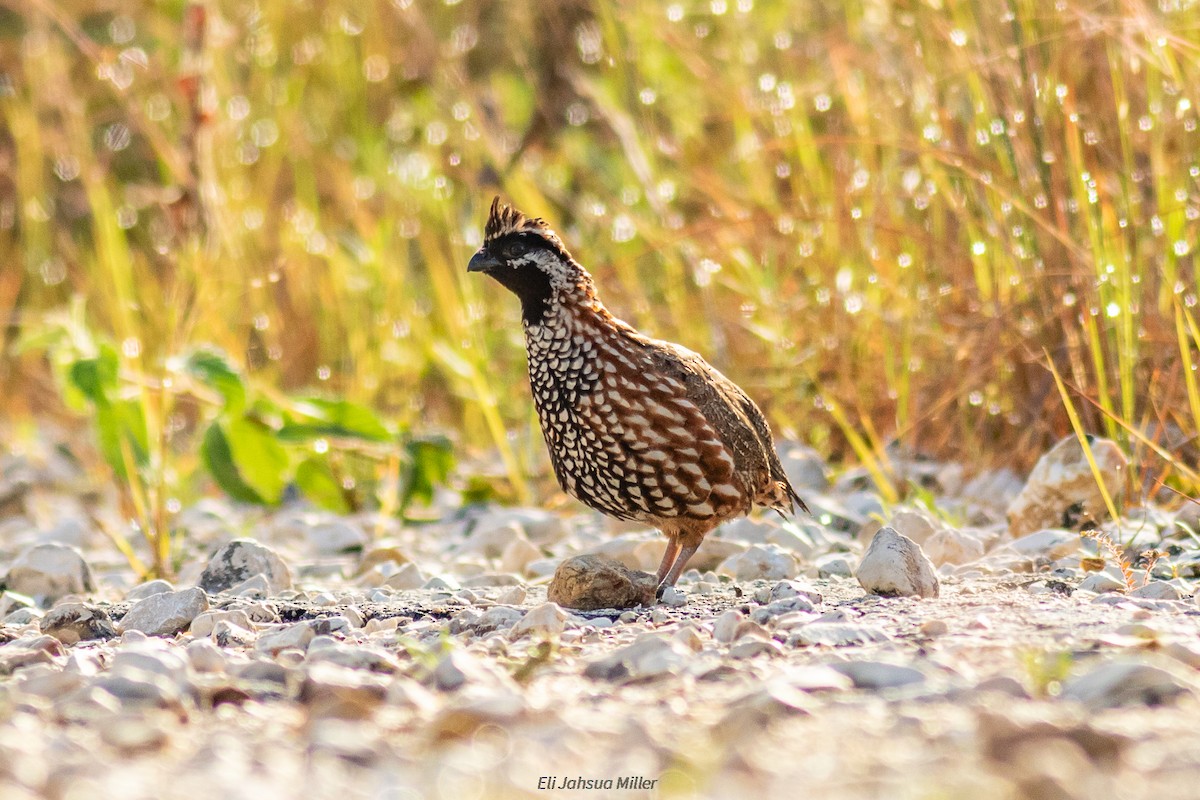 Black-throated Bobwhite - ML352544271