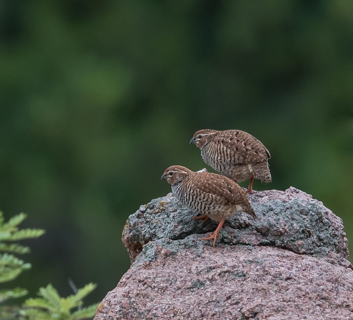 Jungle/Rock Bush-Quail - Rajeev Gejje