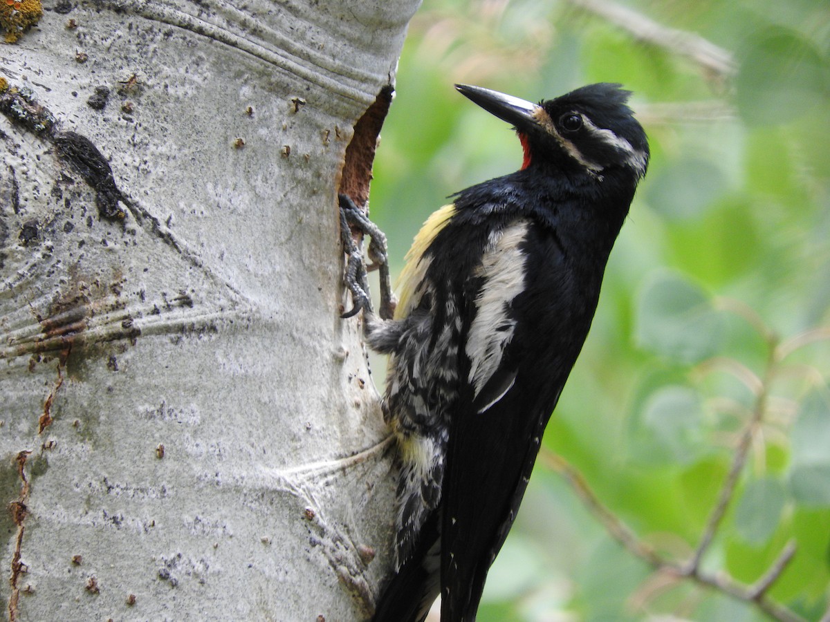 Williamson's Sapsucker - Aidan Coohill