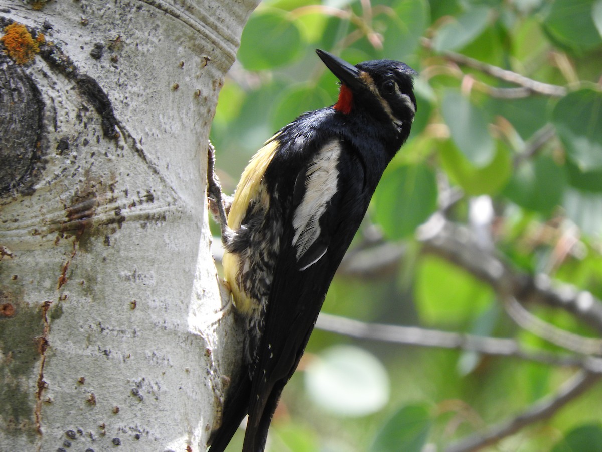 Williamson's Sapsucker - ML352545241