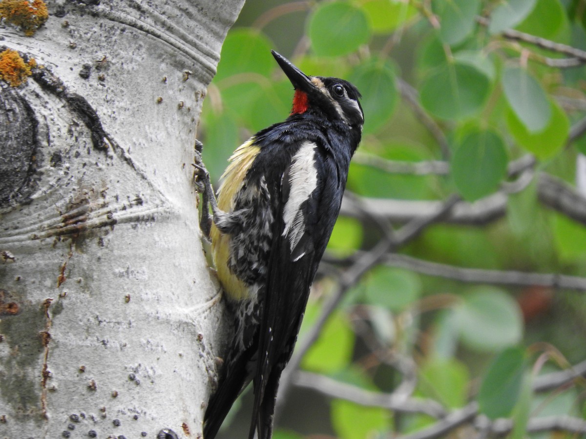 Williamson's Sapsucker - ML352545301