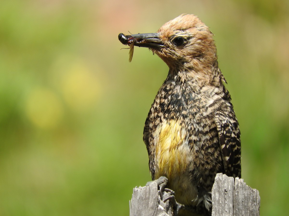 Williamson's Sapsucker - ML352545341