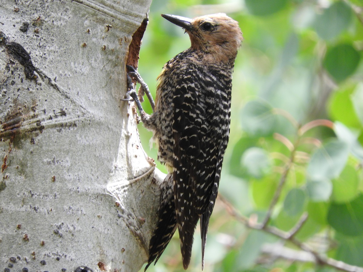 Williamson's Sapsucker - ML352545361