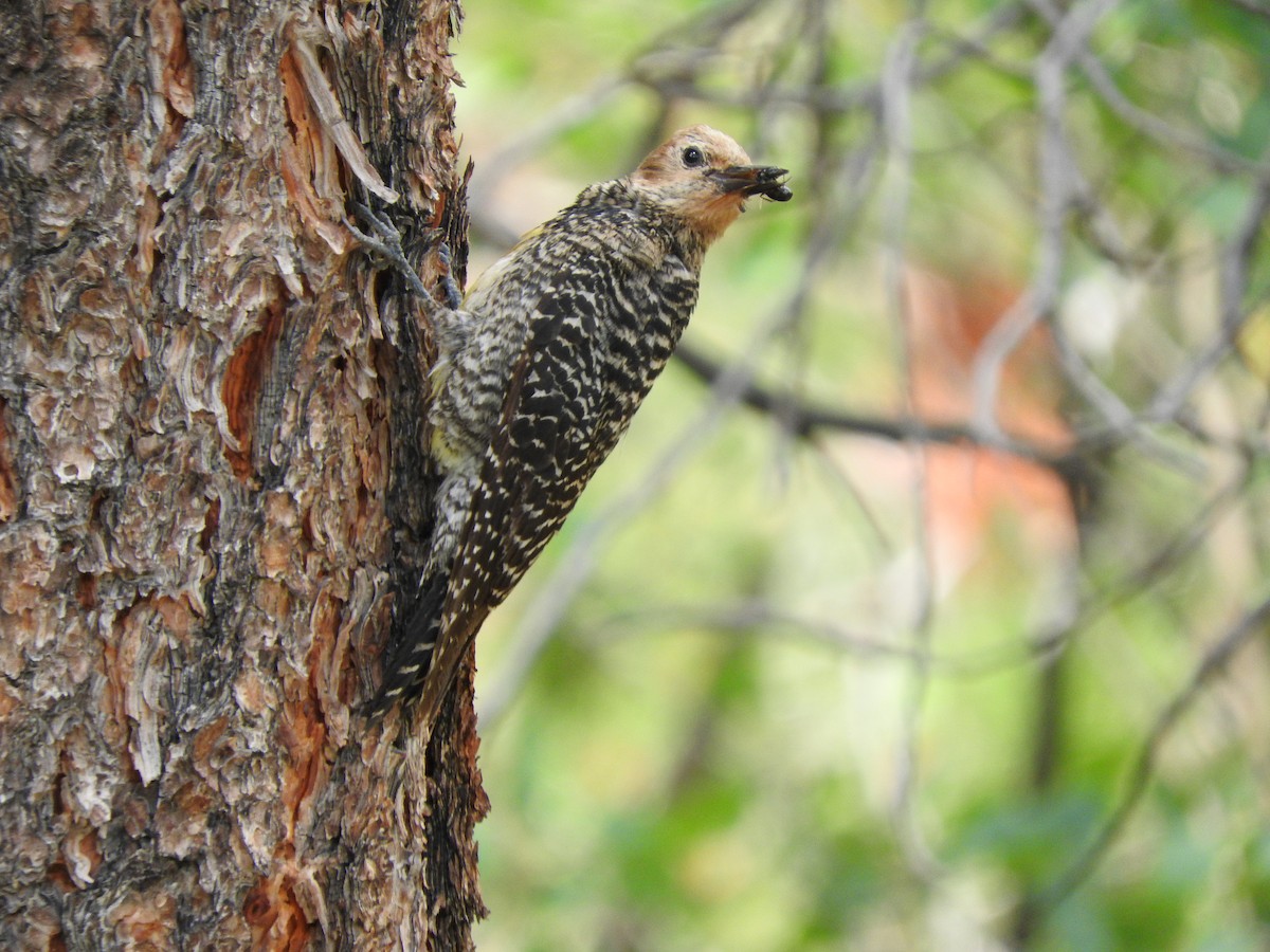 Williamson's Sapsucker - ML352545411