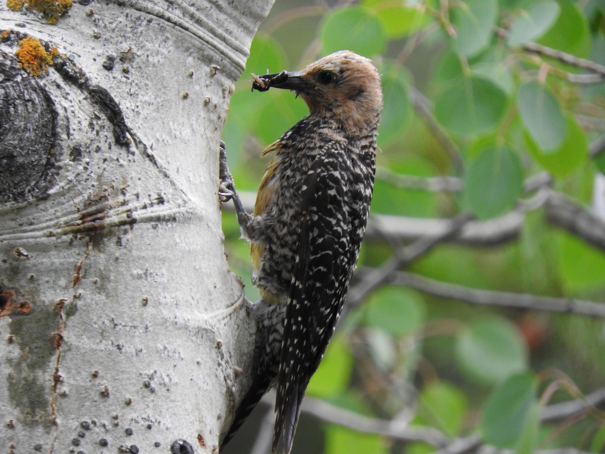 Williamson's Sapsucker - ML352545481