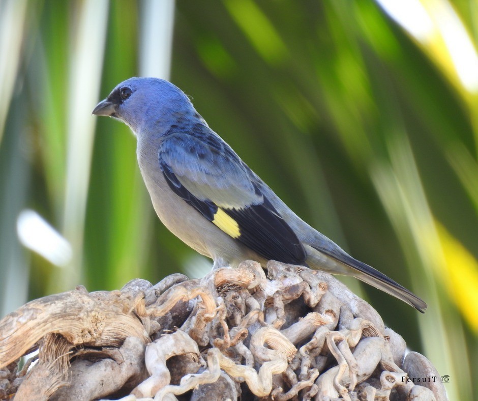 Yellow-winged Tanager - ML352547531