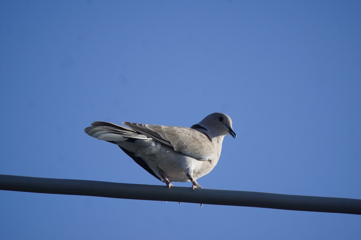 African Collared-Dove - ML352548611