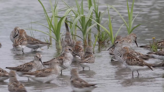 Western Sandpiper - ML352549141