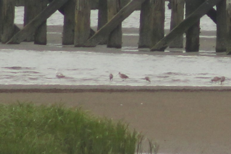 Marbled Godwit - ML352550781