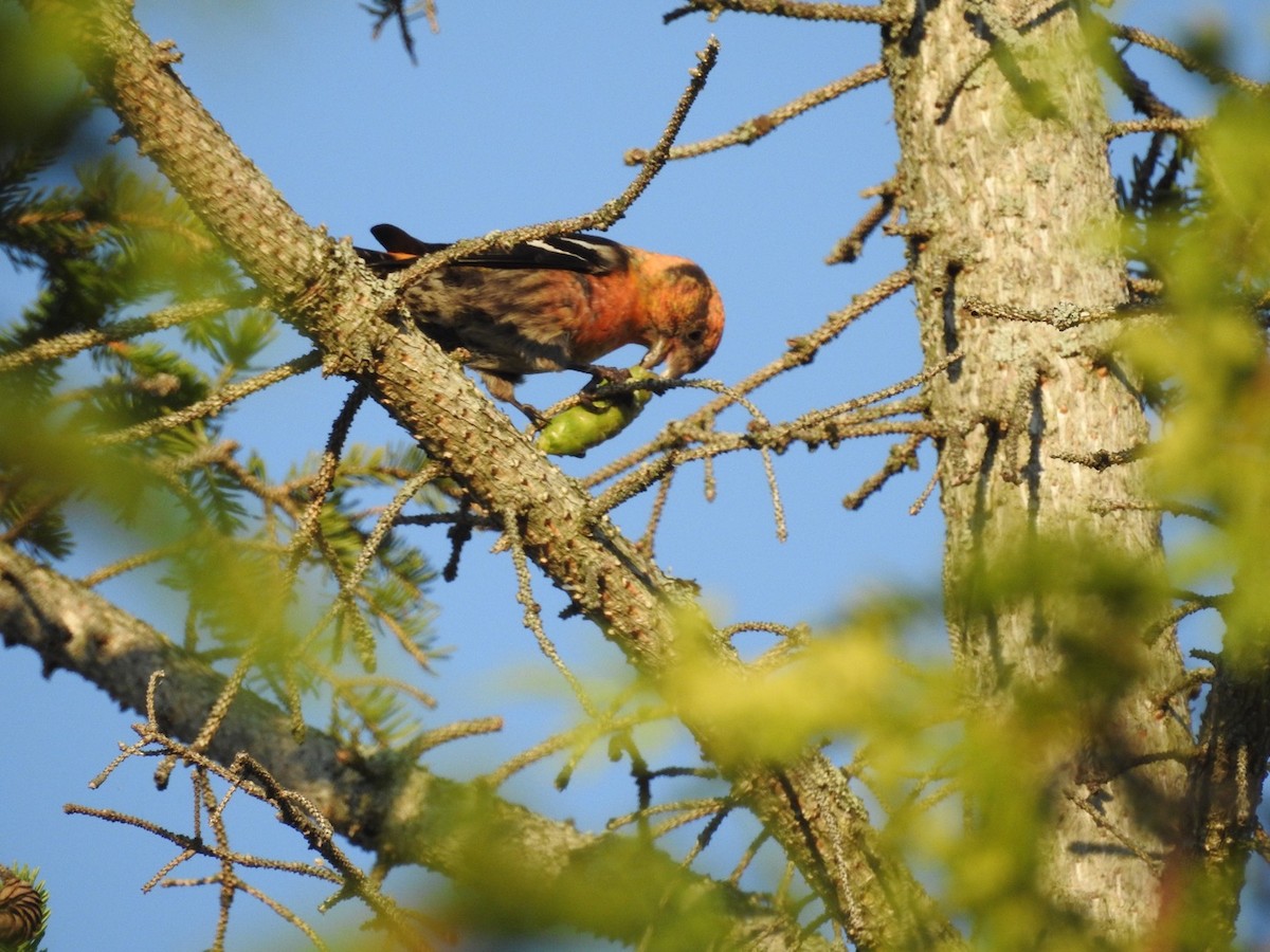 White-winged Crossbill - Cindy McGregor