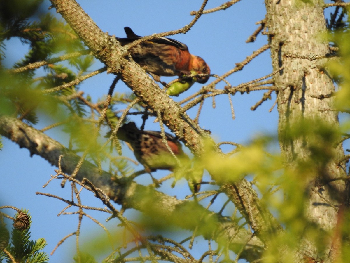 White-winged Crossbill - Cindy McGregor