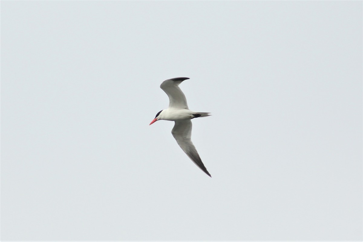 Caspian Tern - ML352551031