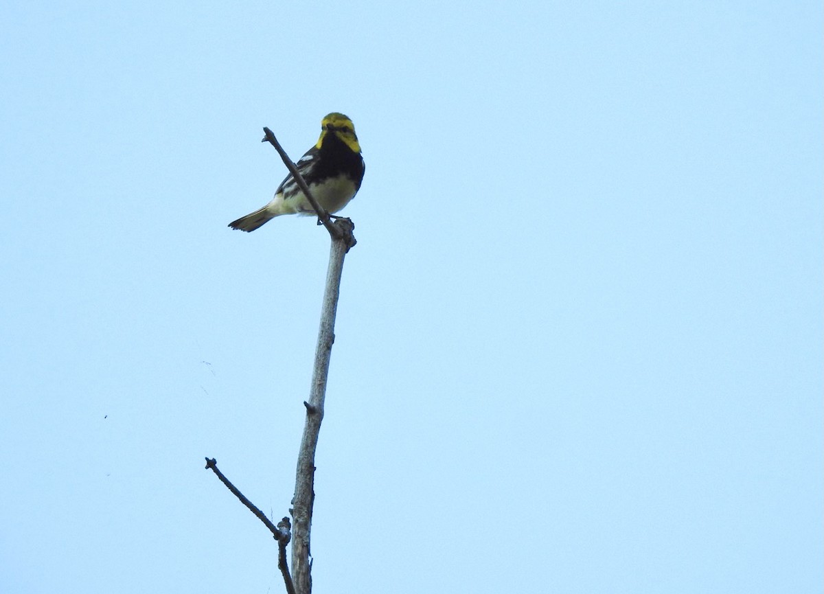 Black-throated Green Warbler - Cindy McGregor