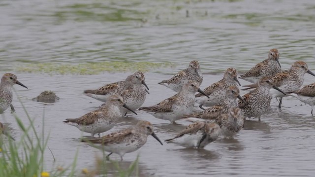 Western Sandpiper - ML352551611