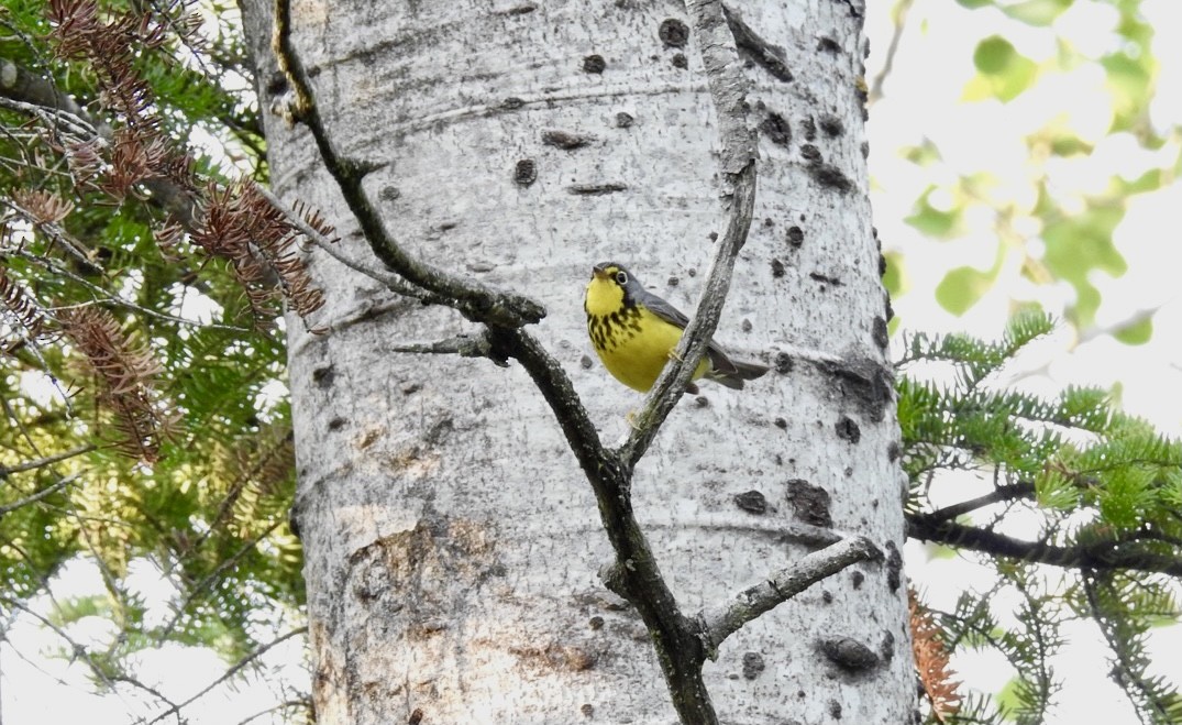 Canada Warbler - ML352551651