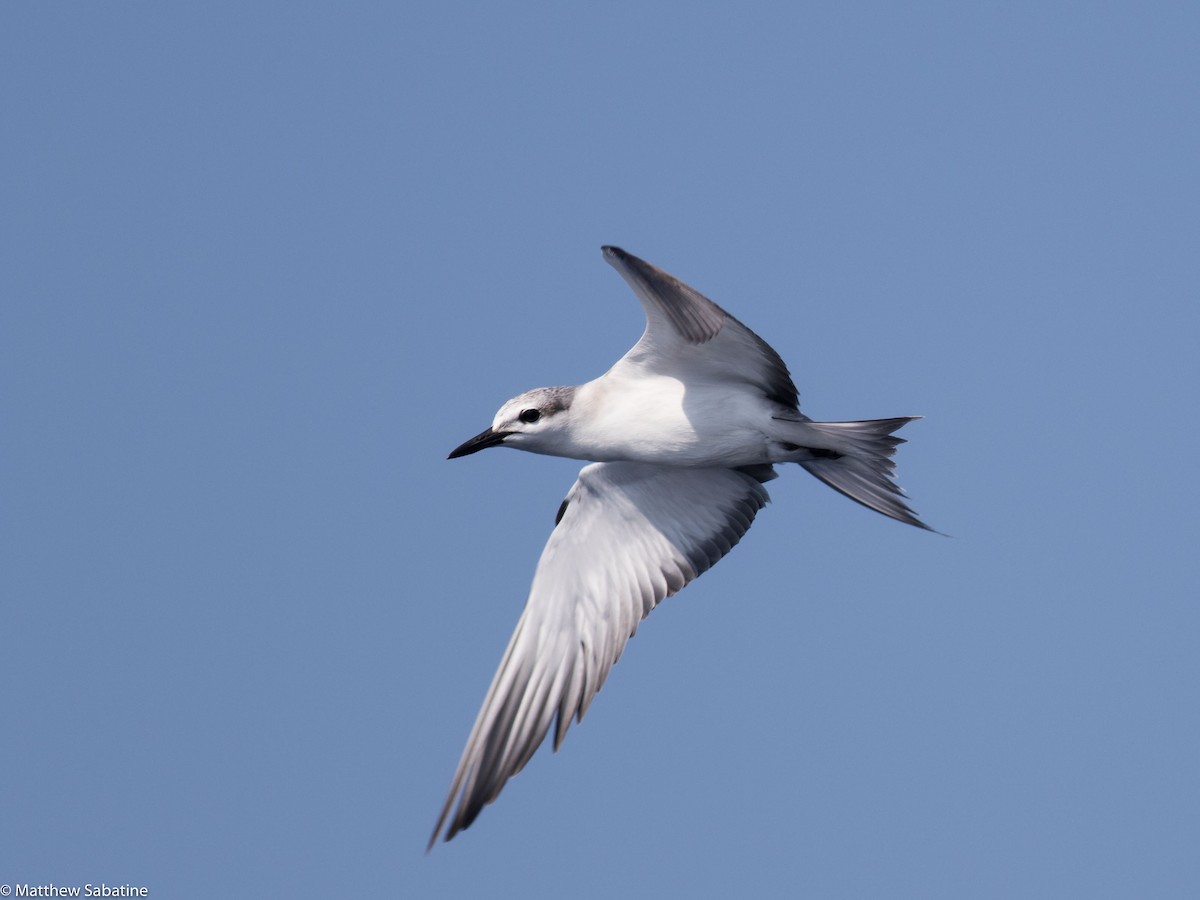 Bridled Tern - matthew sabatine