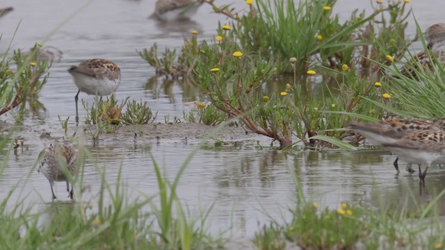 Western Sandpiper - ML352551821