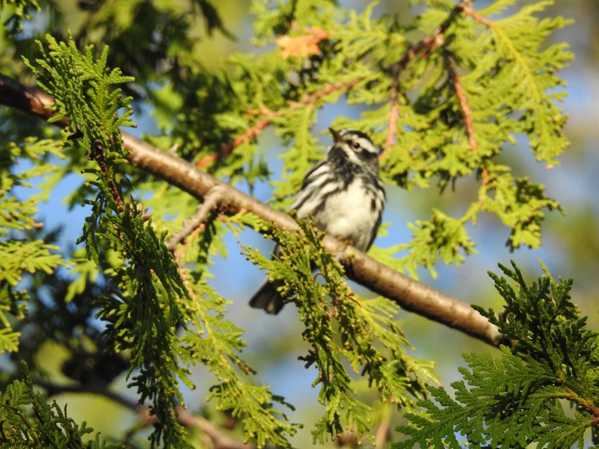 Black-and-white Warbler - Cindy McGregor