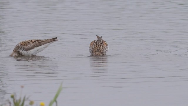 Western Sandpiper - ML352552391