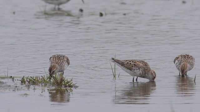 Western Sandpiper - ML352552571