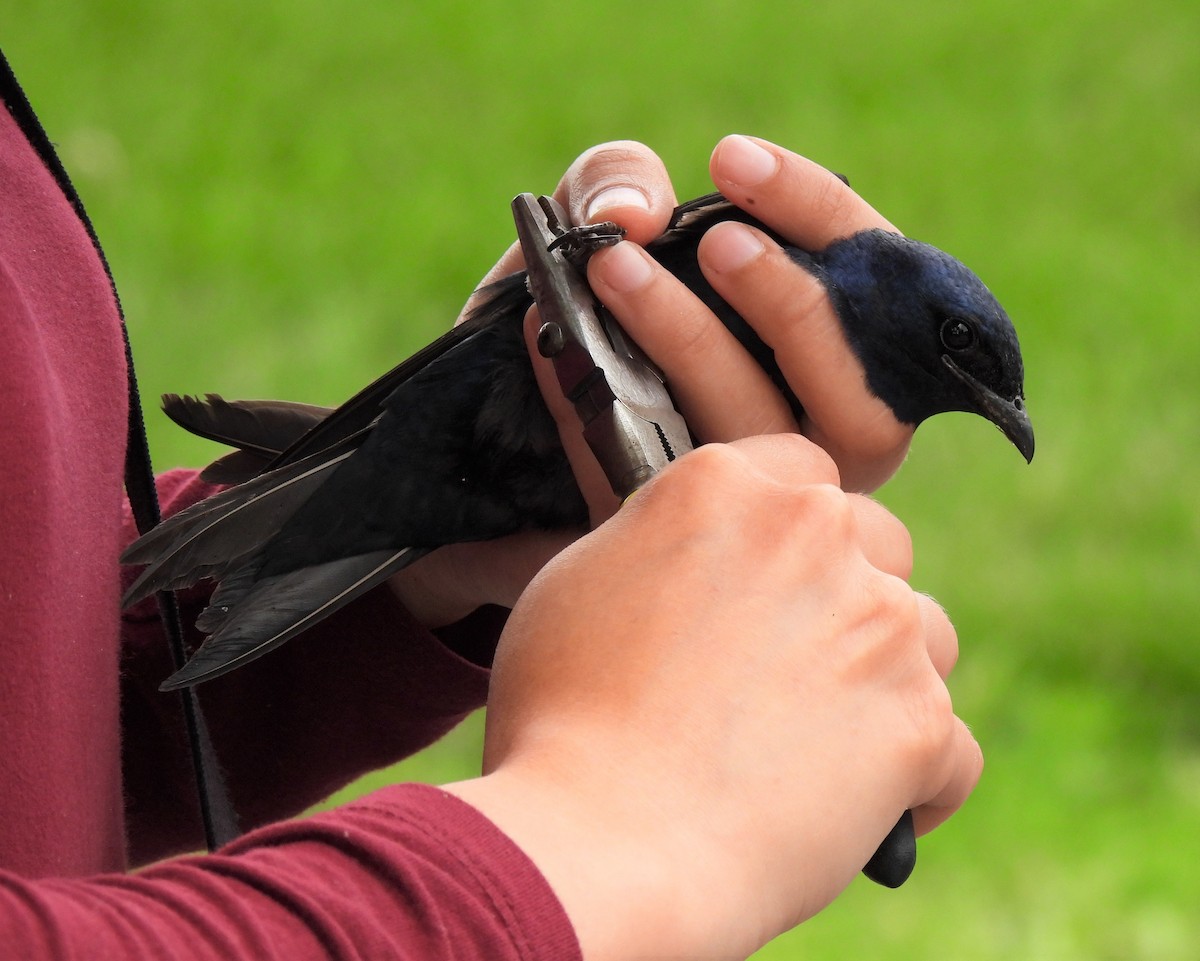 Purple Martin - Pierre Masse