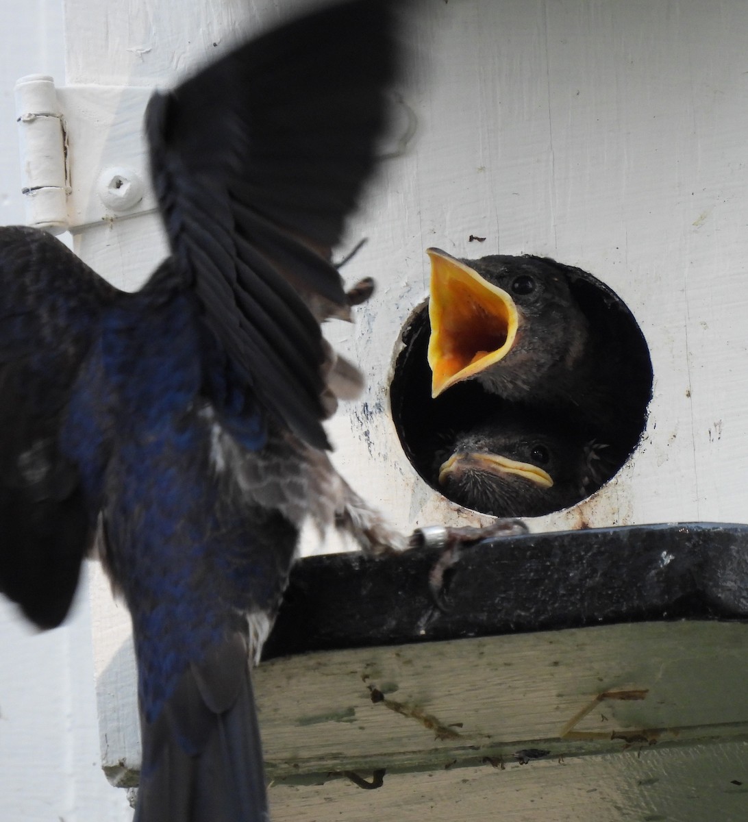 Purple Martin - ML352553121