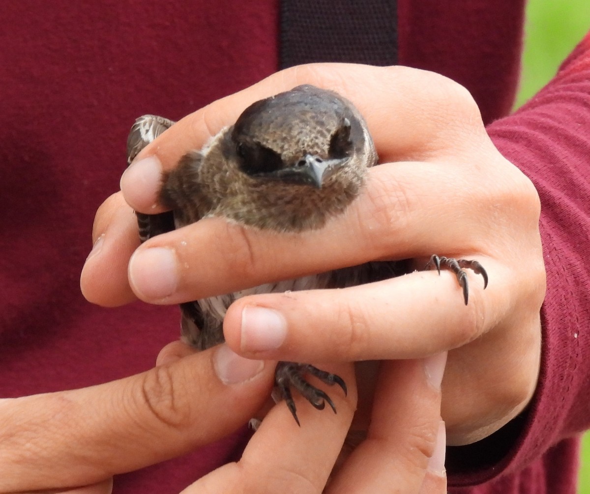 Golondrina Purpúrea - ML352553141