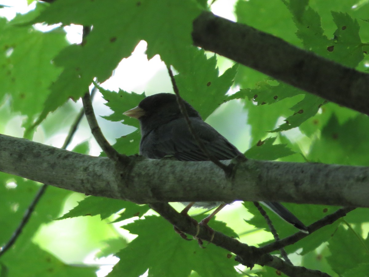 Dark-eyed Junco (Slate-colored) - ML352554411