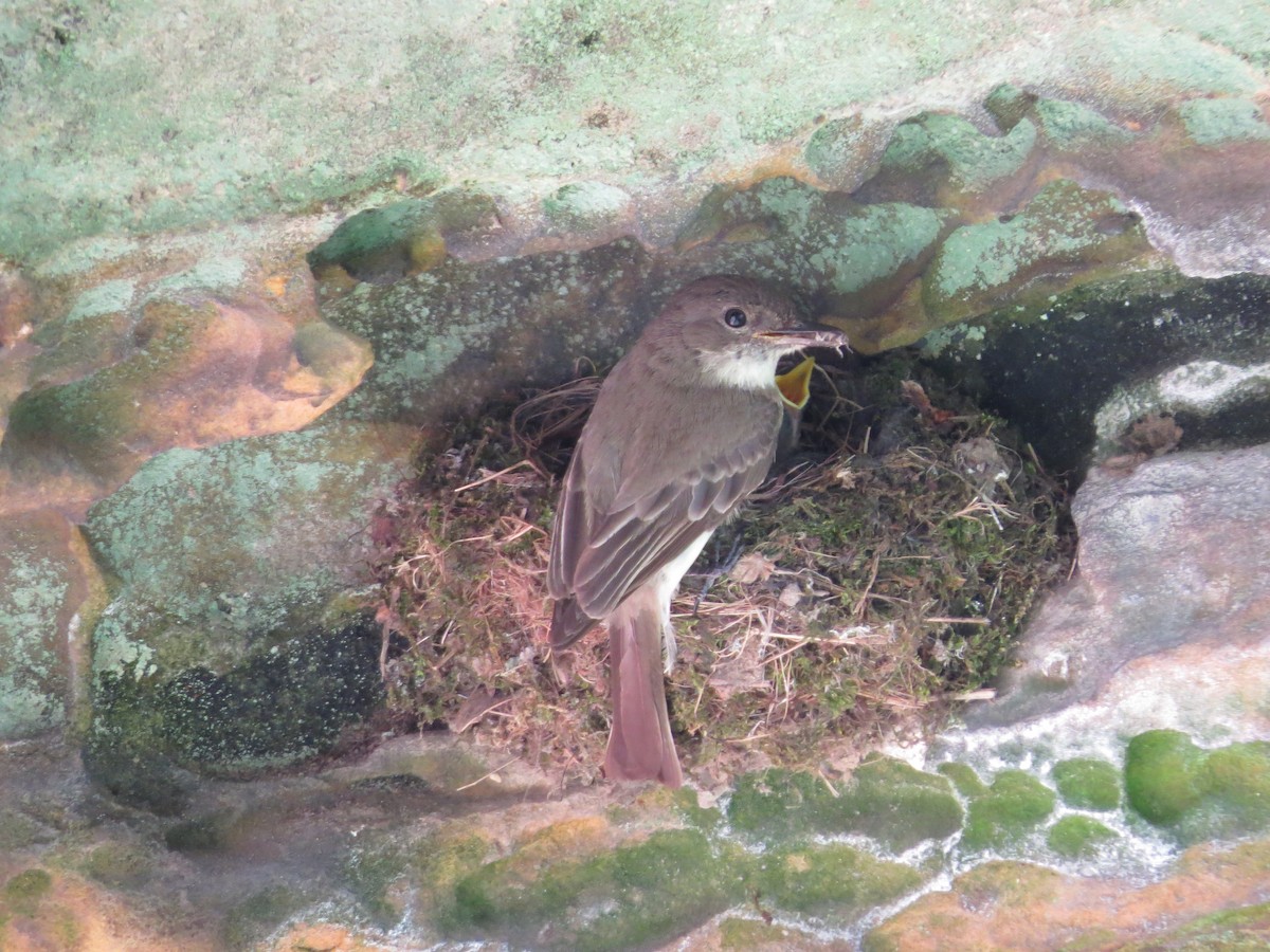 Eastern Phoebe - Jacob Raber