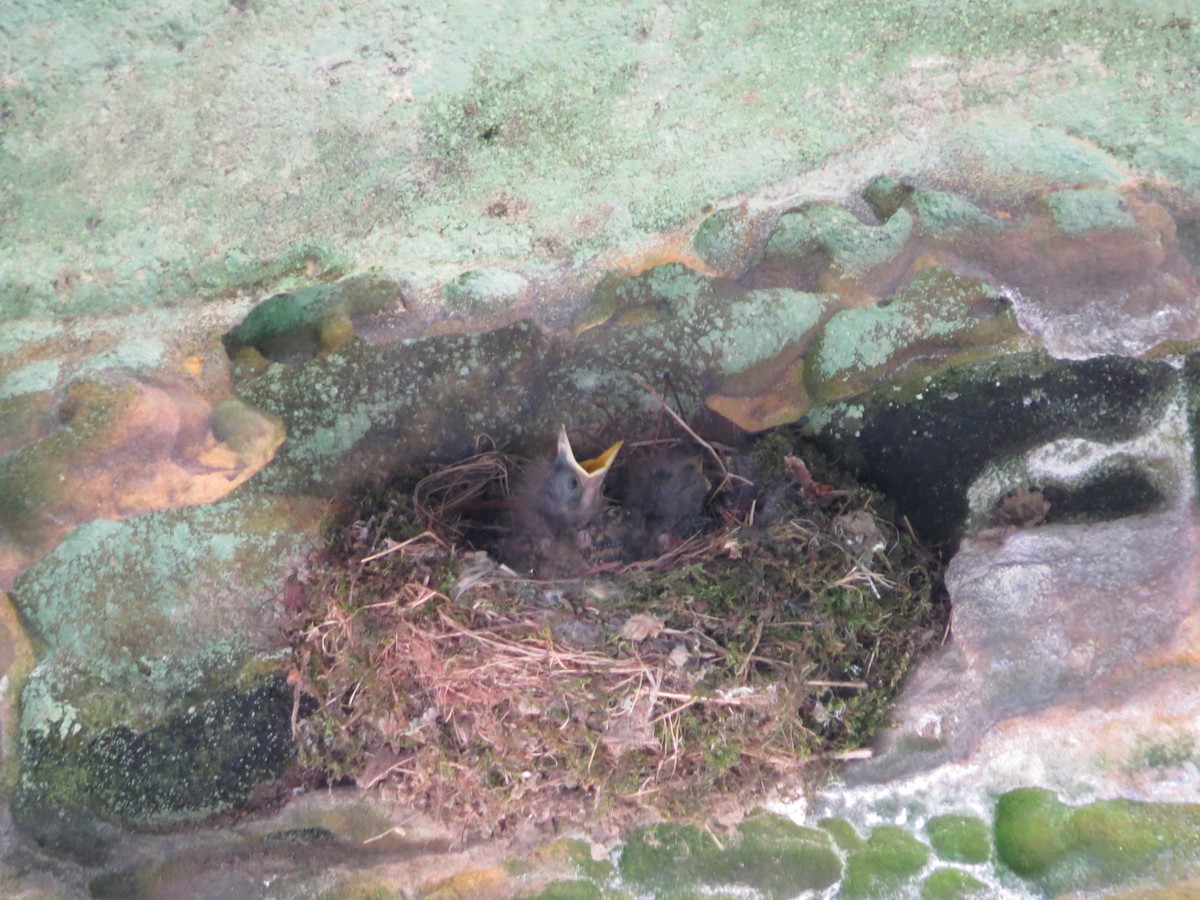 Eastern Phoebe - ML352554591