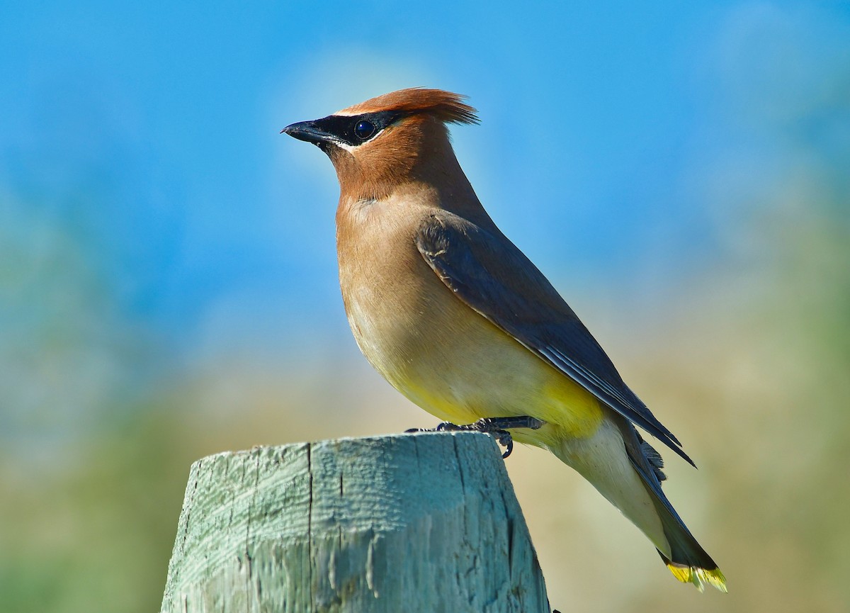 Cedar Waxwing - ML352556841