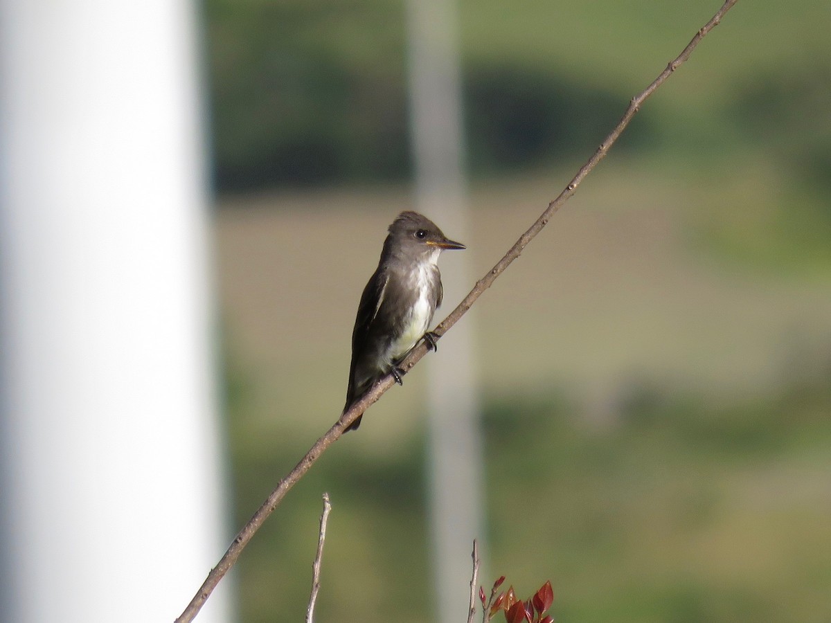 Olive-sided Flycatcher - ML35255711