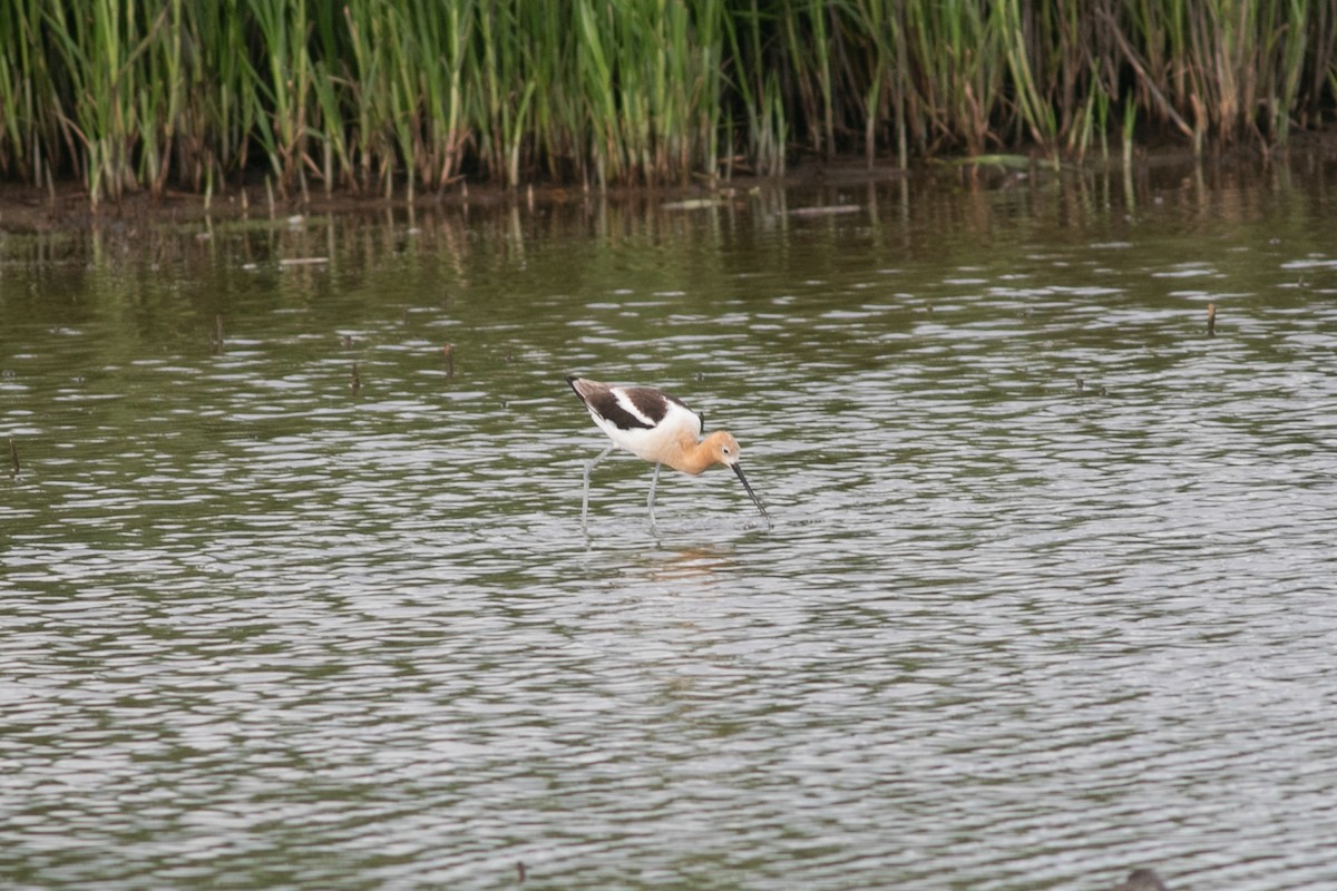 American Avocet - ML352557301