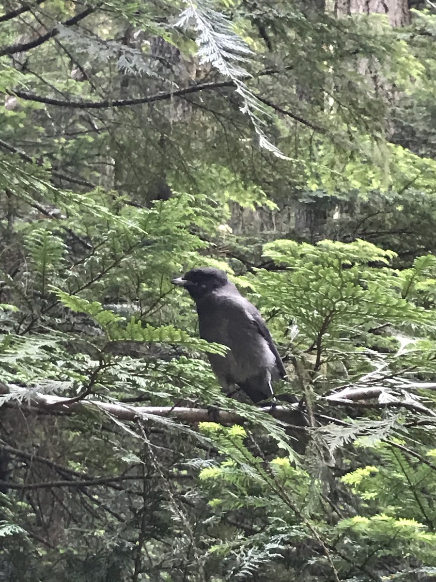 Canada Jay - ML352560031