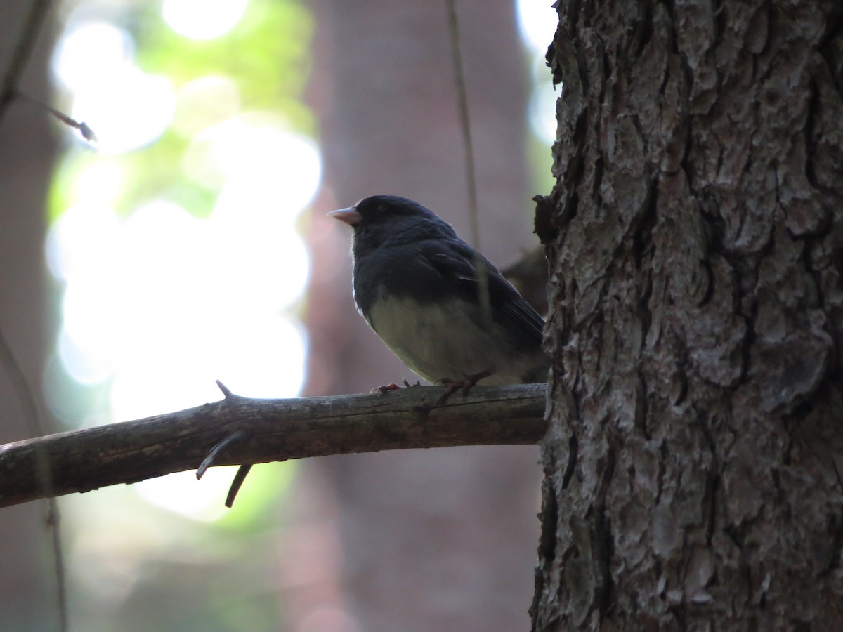 Junco ardoisé (hyemalis/carolinensis) - ML352562111