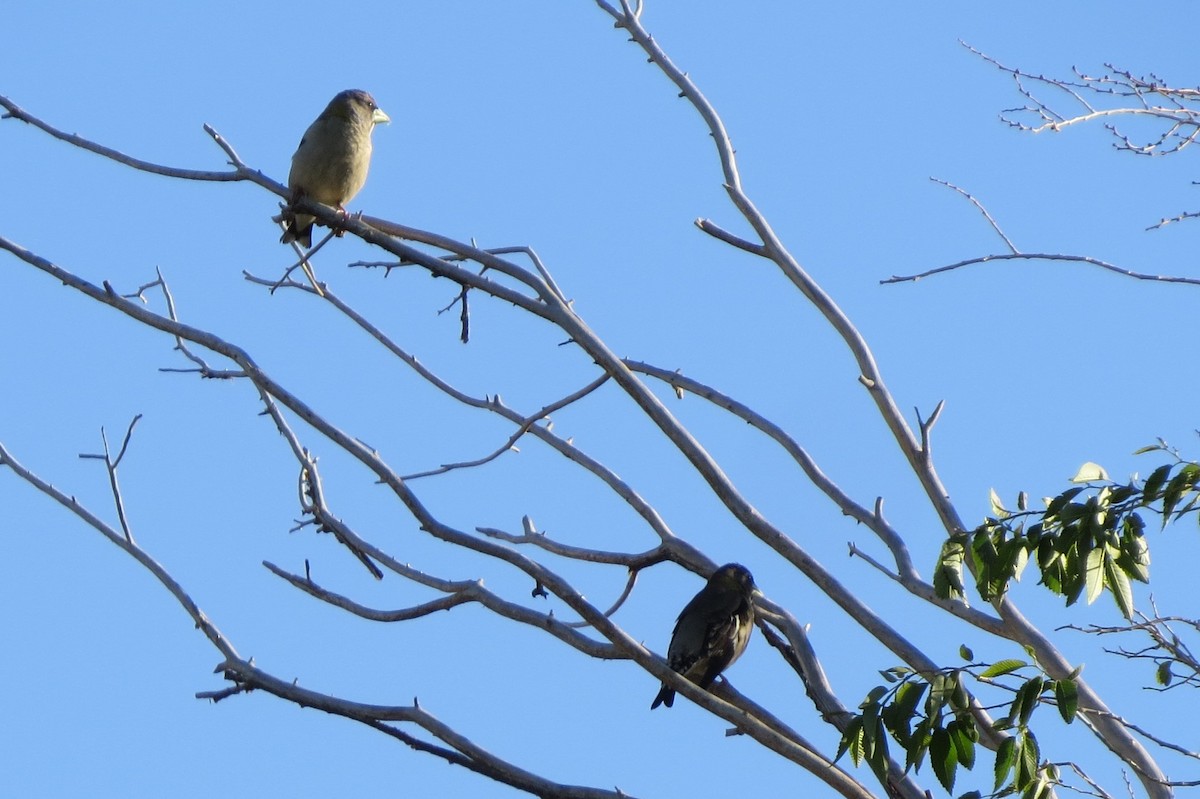 Evening Grosbeak - ML352563331