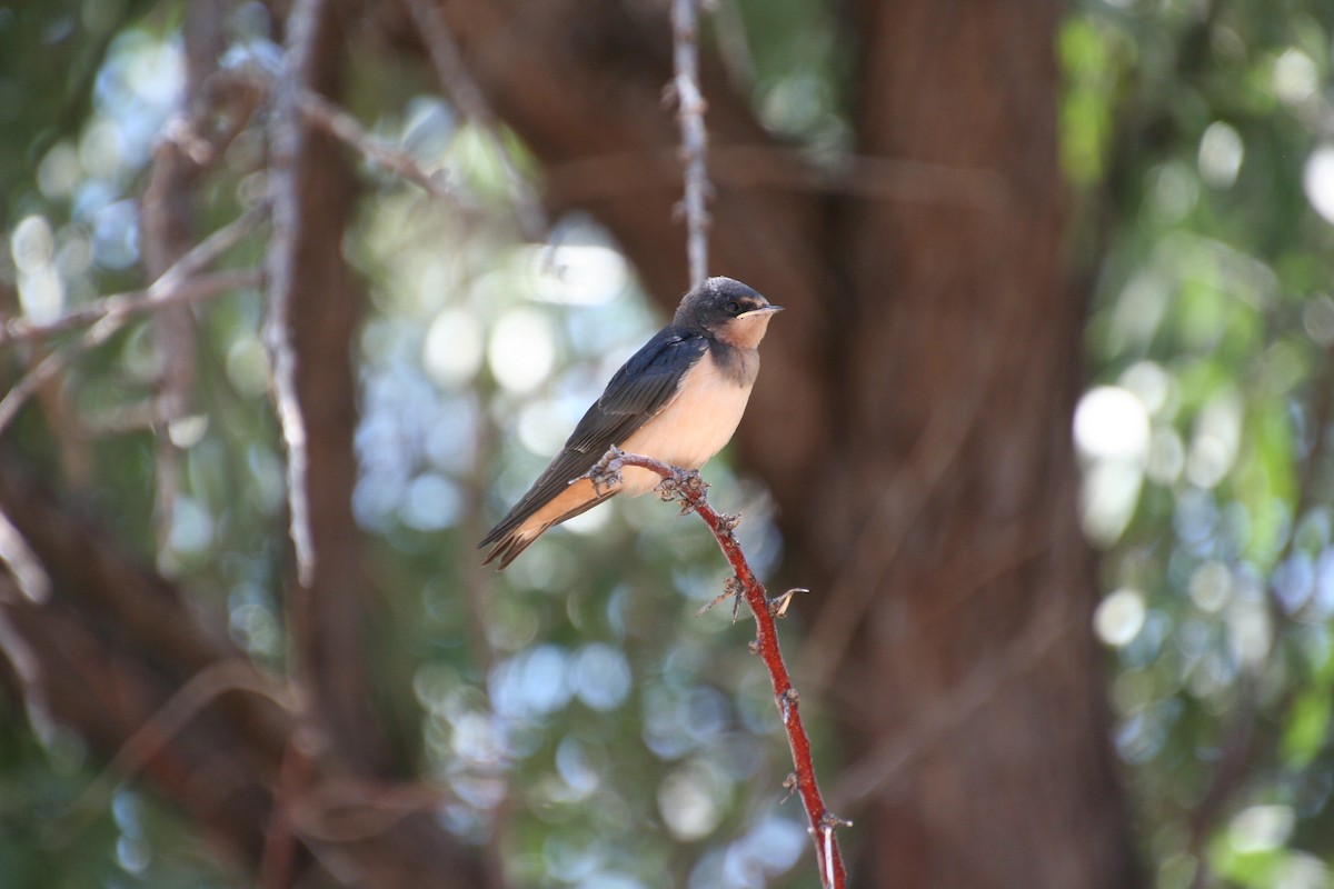 Barn Swallow - ML352563931