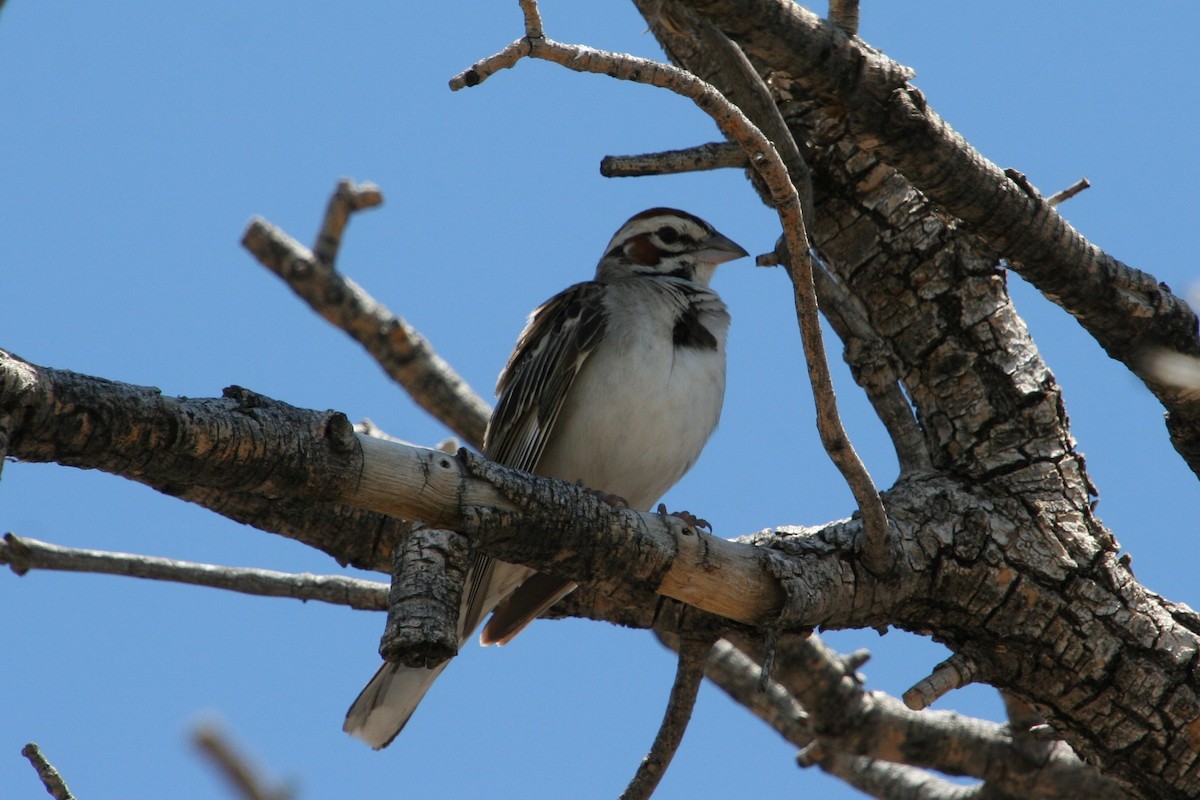 Lark Sparrow - ML352564131